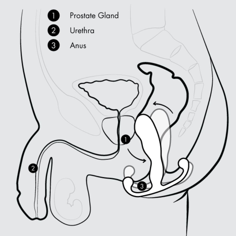 Diagram of the movement of the Aneros Progasm once the anal sphincter muscles are contracted