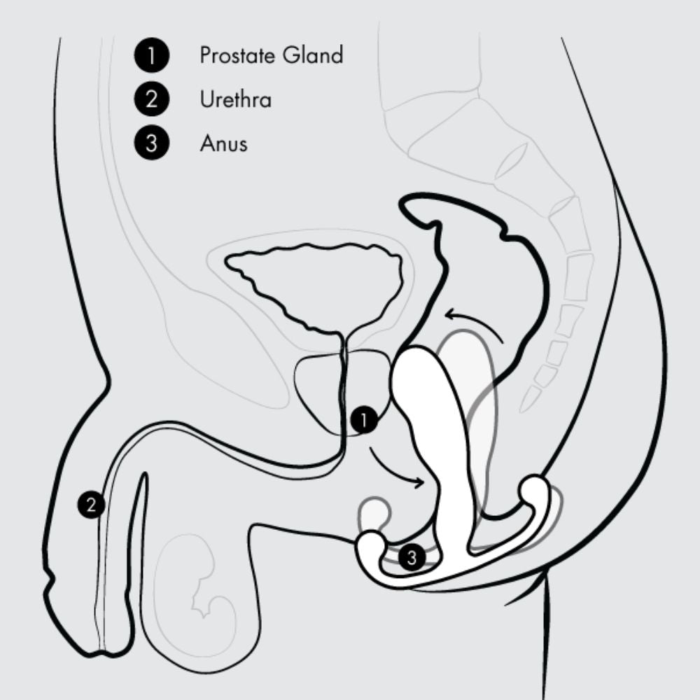 Diagram of the movement of the Aneros Vice 2 once the muscles of the anal sphincter are contracted