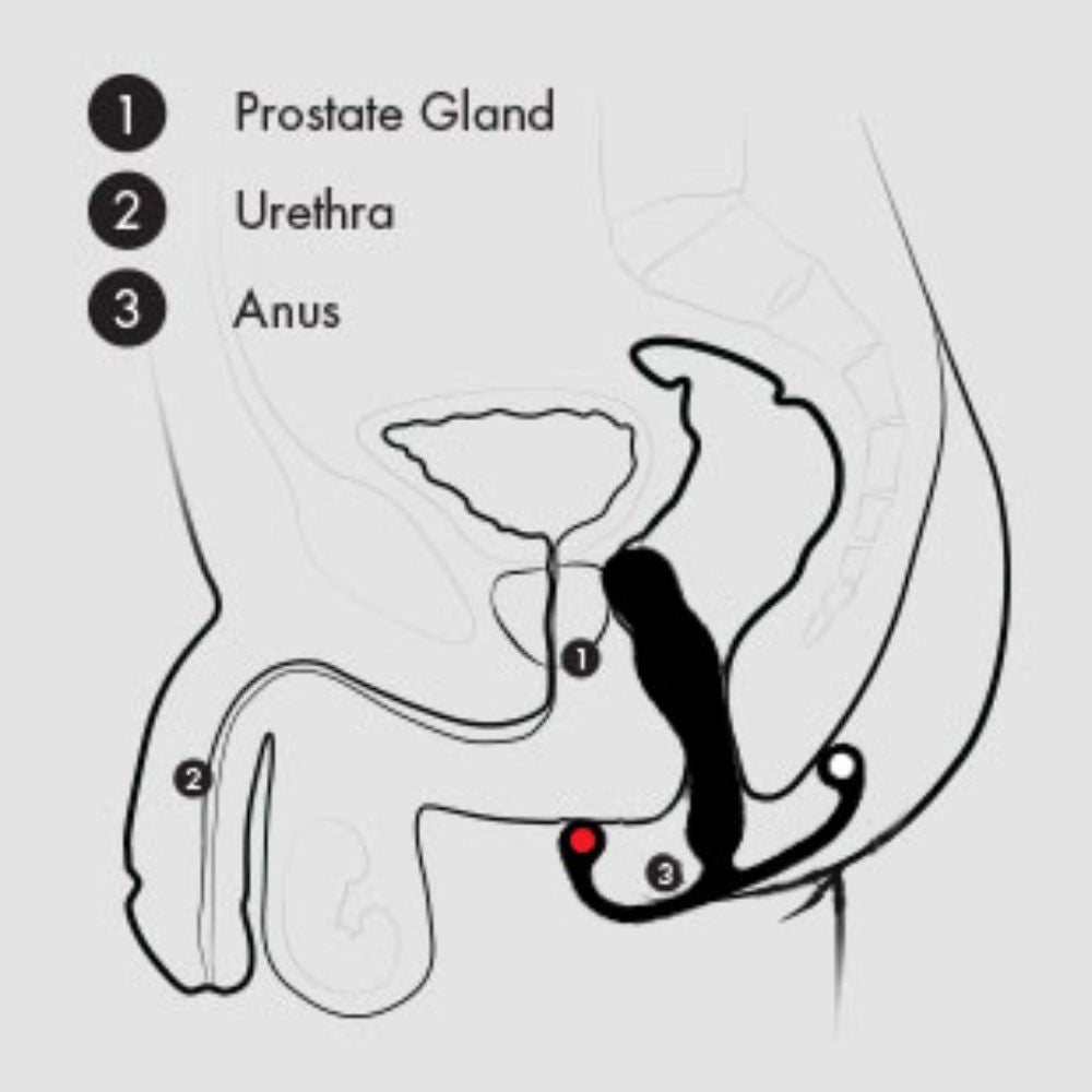 Diagram of the Aneros Eupho Syn Trident showing how it works once inserted 