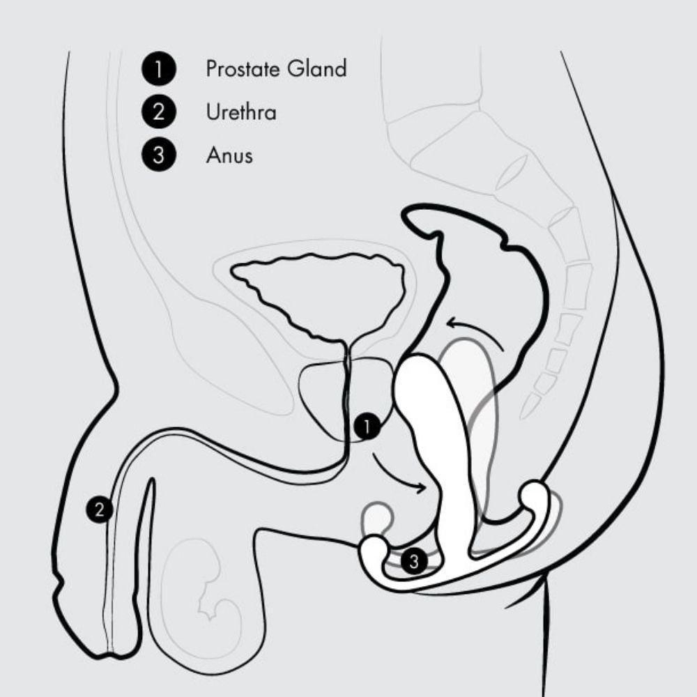 Diagram showing the movement of the Aneros Eupho Trident once the anal sphincter muscles are contracted