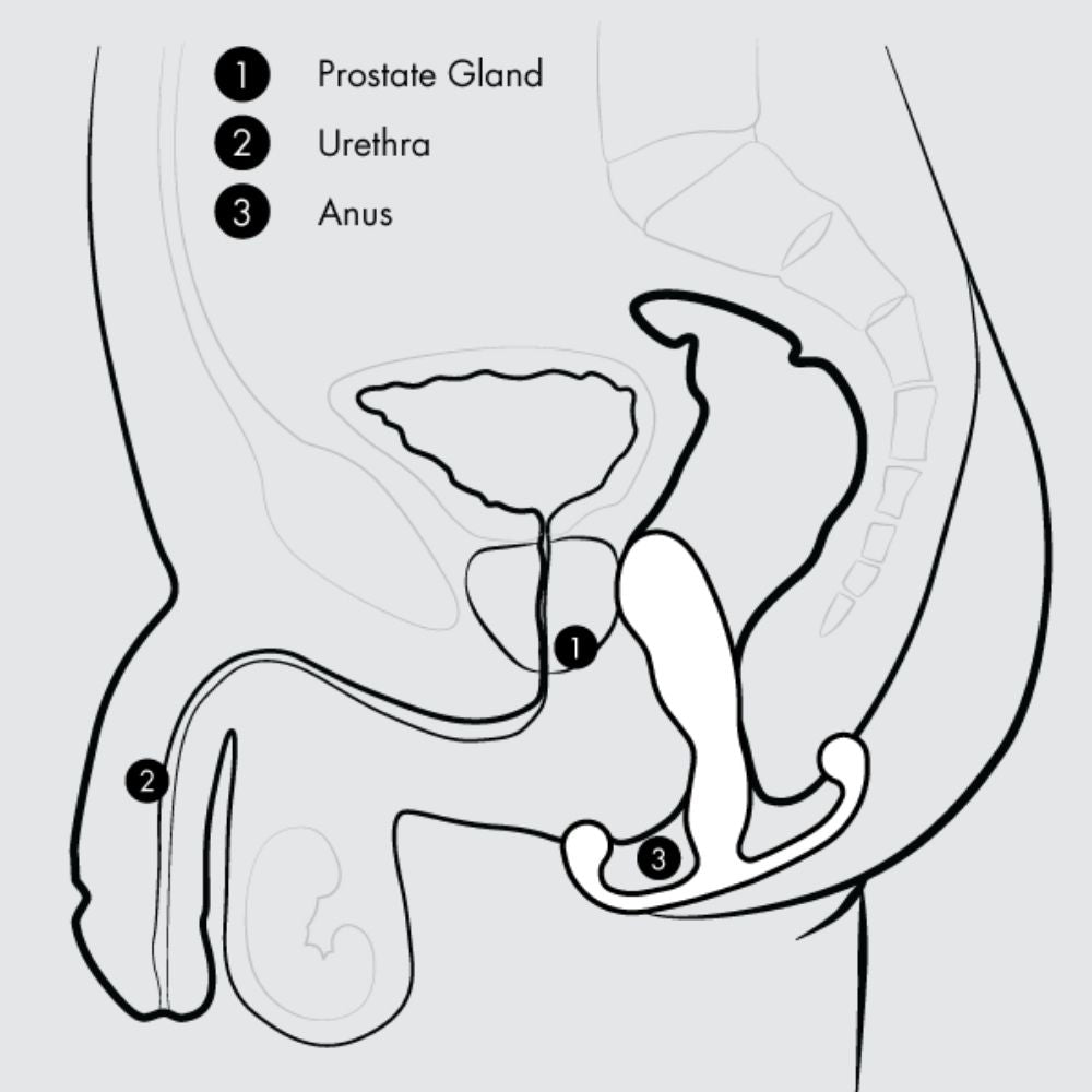 Diagram of the Aneros Progasm once inserted